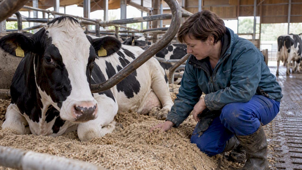 Tierwohlbefinden verbessern: Strategien, die wirklich wirken